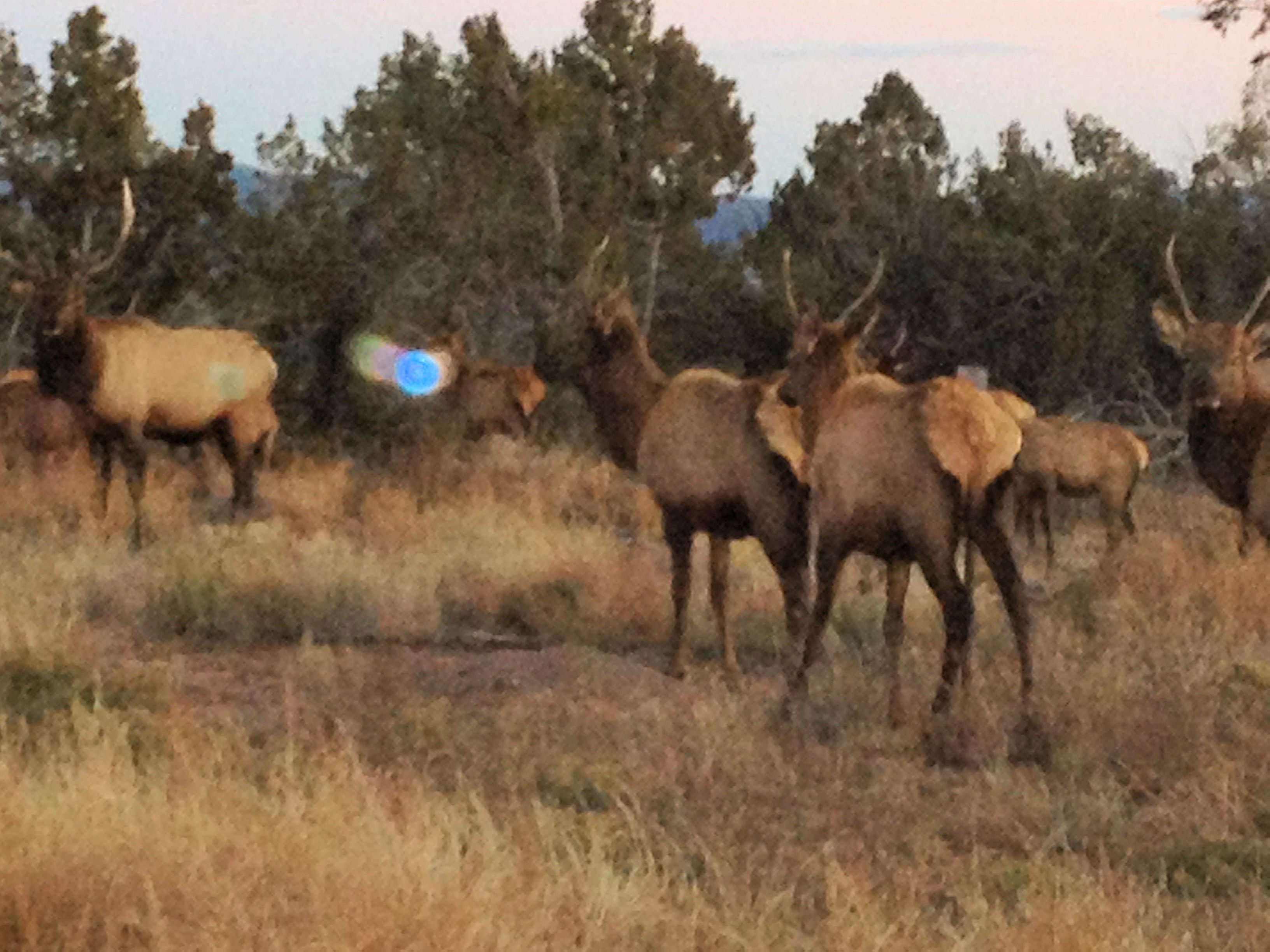 2013 OctNov Elk Los Alamos